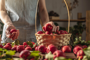 Woman in an apron in the kitchen in front of a table with beautiful red apples from her garden. Concept of an autumn cozy atmosphere, harvesting a fresh home harvest