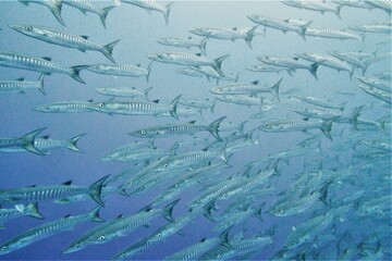 Scuba diving on the reefs of Kosrae, Micronesia（Federated States of Micronesia） © Optimistic Fish