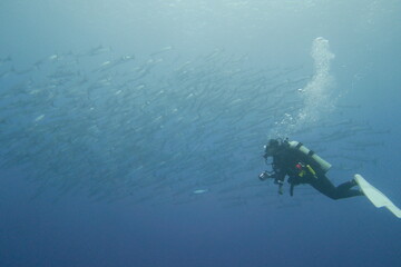 Scuba diving on the reefs of Kosrae, Micronesia（Federated States of Micronesia）