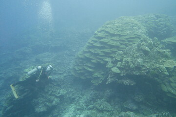 Scuba diving on the reefs of Kosrae, Micronesia（Federated States of Micronesia）