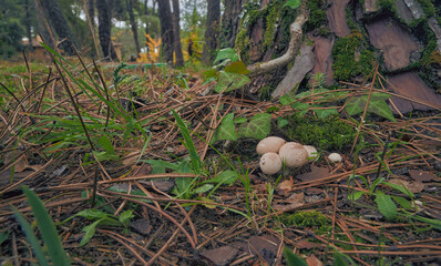 Group of immature "Wolf farts" mushroom in the nature. Edible mushrooms growing at autumn in the middle of the forest.