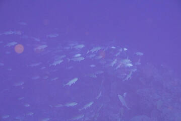 Scuba diving on the reefs of Kosrae, Micronesia（Federated States of Micronesia）