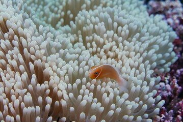 Scuba diving on the reefs of Kosrae, Micronesia（Federated States of Micronesia）