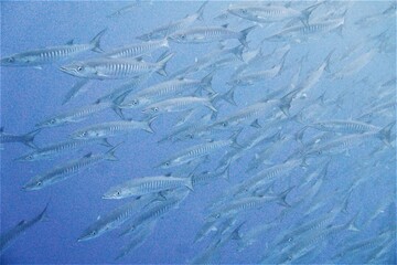 Scuba diving on the reefs of Kosrae, Micronesia（Federated States of Micronesia）