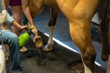 Obraz premium Equine Veterinarian pre purchase exam sound horse