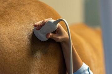 Equine Veterinarian Exam Using an Ultrasound 