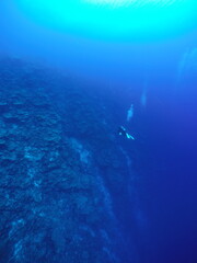 Scuba diving on the reefs of Kosrae, Micronesia（Federated States of Micronesia）