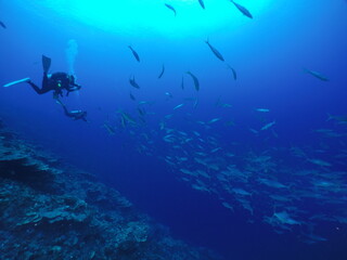 Scuba diving on the reefs of Kosrae, Micronesia（Federated States of Micronesia）