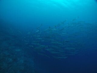 Fototapeta na wymiar Scuba diving on the reefs of Kosrae, Micronesia（Federated States of Micronesia）