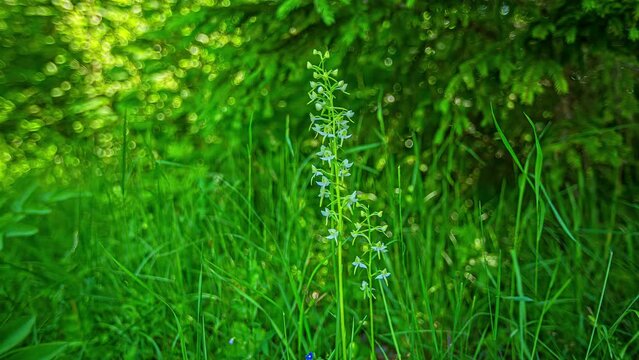 Timelapse shot of genus Platanthera, which is a species of orchids also known a butterfly orchids visible at daytime.