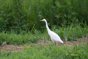 Cattle egret with winter plumage