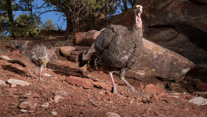 A wild turkey hen leads her young chicks down a rocky slope in an American southwest desert environment with red sandstone rocks and pinyon pines in the background. 
