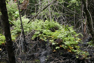 Yela Valley Ka Forest at Kosrae, Federated States of Micronesia.