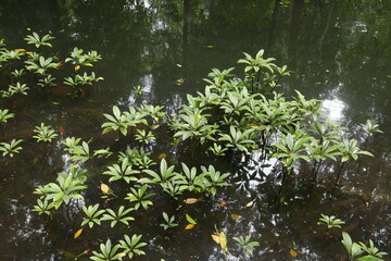 Yela Valley Ka Forest at Kosrae, Federated States of Micronesia.
