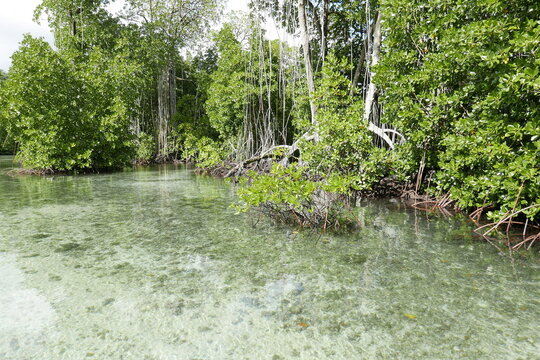 Yela Valley Ka Forest at Kosrae, Federated States of Micronesia.