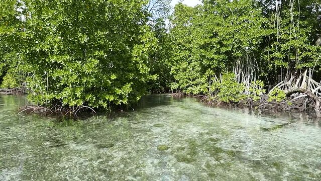 Yela Valley Ka Forest at Kosrae, Federated States of Micronesia.