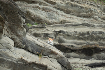 岩礁に住む猫