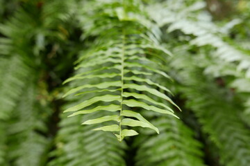 Lelu Ruins Historic Park at Kosrae, Federated States of Micronesia.