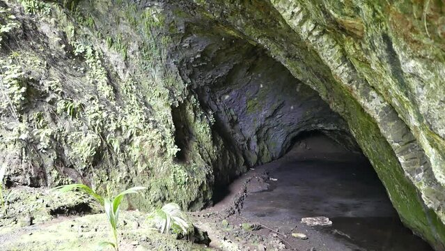 Wiya bird cave at Kosrae, Federated States of Micronesia.