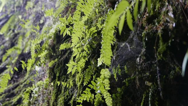 Wiya bird cave at Kosrae, Federated States of Micronesia.