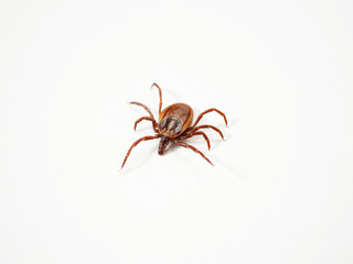 シュルツエマダニ　Ixodes persulcatus