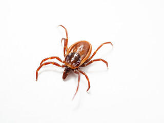 シュルツエマダニ　Ixodes persulcatus