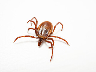 シュルツエマダニ　Ixodes persulcatus