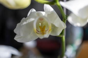 Obraz na płótnie Canvas Orchid in Bloom