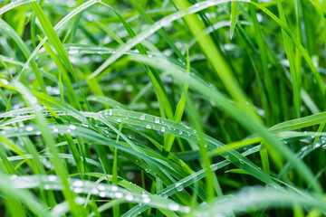 Wet grass, side view, shallow depth of field. Fresh green grass banner with dew drops in morning