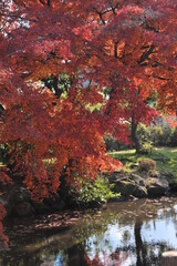 紅葉　聖武天皇陵にて