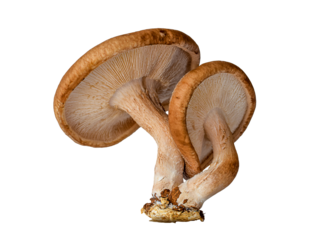 Macro closeup shiitake mushrooms isolated on transparent background