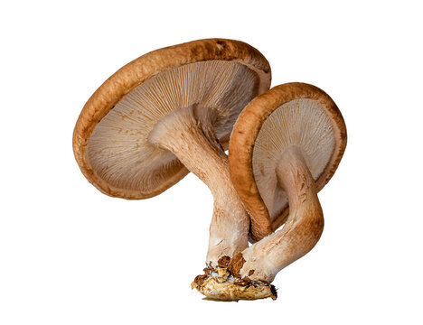 Macro closeup shitake mushrooms isolated on transparent background