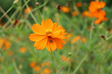 Orange Flower in the Garden
