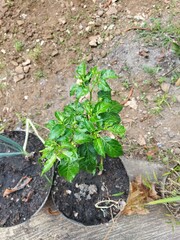 Chili Tree In a Garden