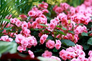 wonderful topical flowers in garden