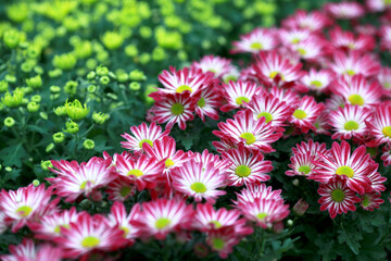 wonderful topical flowers in garden