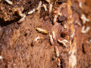 シロアリ　営巣