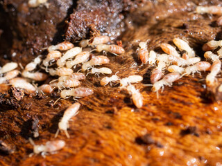 シロアリ　営巣