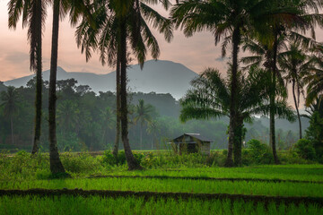 Beautiful view of Indonesia in the morning in the countryside and rice fields