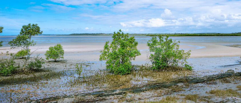 Australian Mangrove Ecosystem.  Avicennia marina or Grey Mangroves showing their peg-like roots, and growing along the foreshore of the Fraser Coast. Mud flats at low tide.