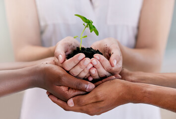 Growth, teamwork and sustainability plant support hands of business people holding soil with leaf...