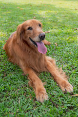 Golden Retriever resting on the grass in the park