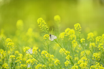 a white delicate butterfly sits on a yellow flower on a sunny day, in hot summer. selective focus, blurred background with rich color, close-up
