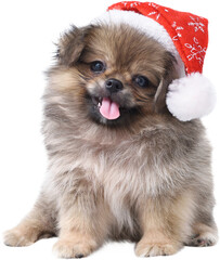 Cute puppy Pomeranian Mixed breed Pekingese dog in Santa Claus hat for merry Christmas and Happy...