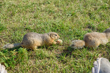 gophers in the wild are not afraid of humans and sit next to them