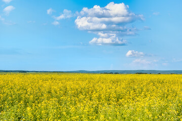 Obraz premium a field with yellow rapeseed flowers on a warm sunny day