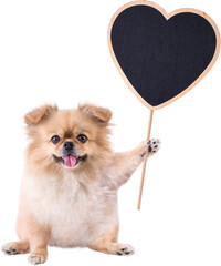 Cute puppies Pomeranian Mixed breed Pekingese dog sitting holding a heart shape Wooden sign for Valentines day