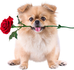 Cute puppies Pomeranian Mixed breed Pekingese dog sitting with rose in mouth for Valentines day