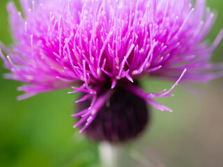 Obraz premium アザミ