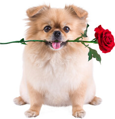 Cute puppies Pomeranian Mixed breed Pekingese dog sitting with rose in mouth for Valentines day